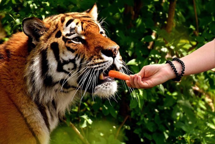 feeding tiger